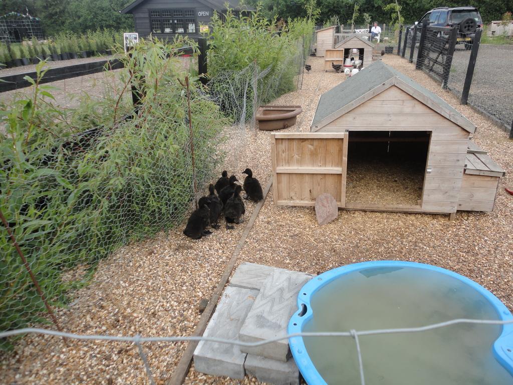 Willow Court Farm Studio East & Petting Farm, 8 Mins To Legoland & Windsor, 15 Mins To Lapland Uk Zewnętrze zdjęcie