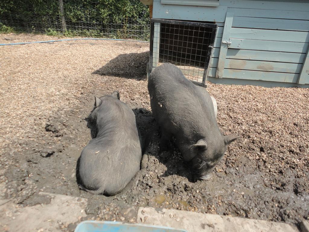 Willow Court Farm Studio East & Petting Farm, 8 Mins To Legoland & Windsor, 15 Mins To Lapland Uk Zewnętrze zdjęcie