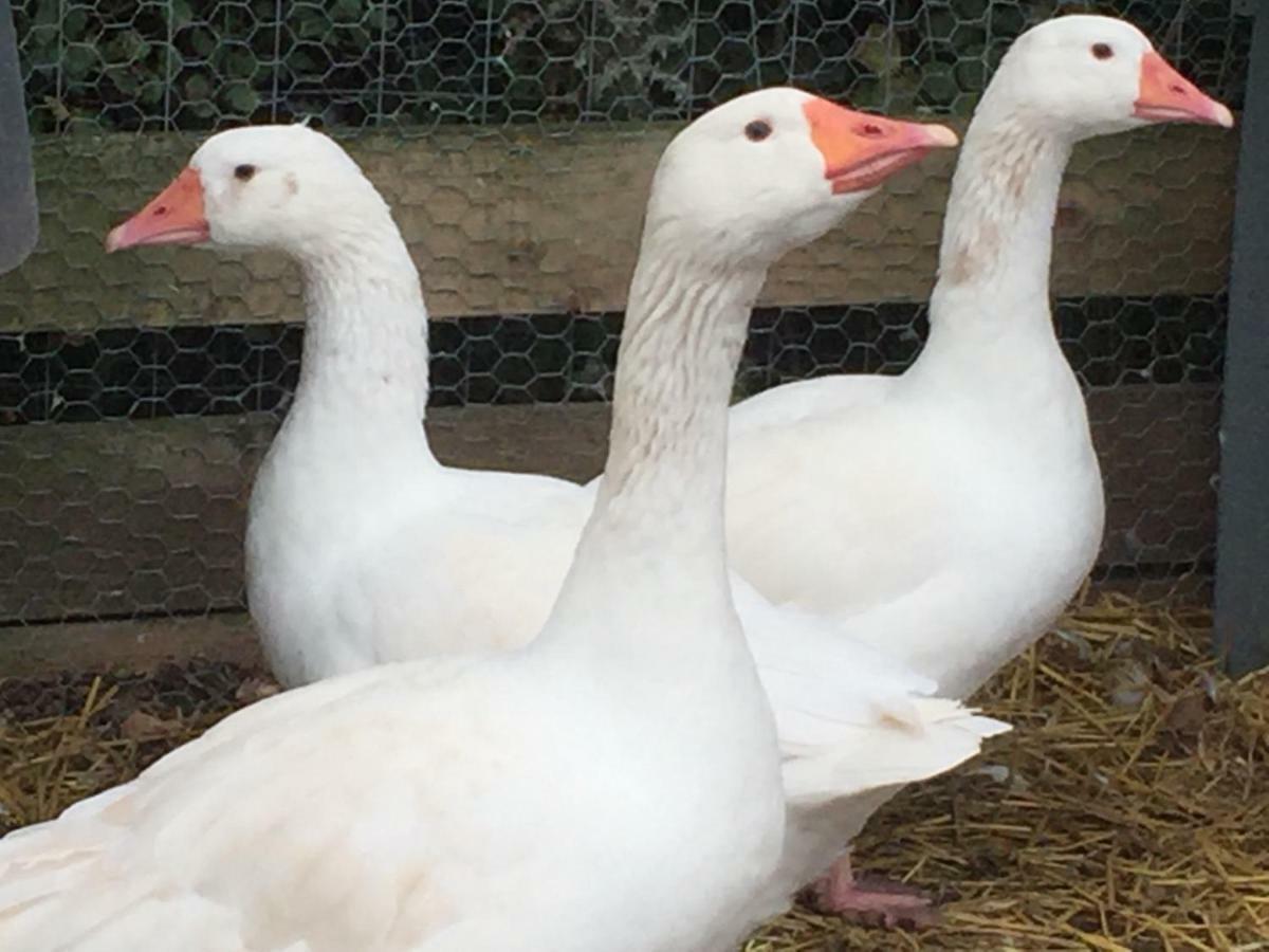 Willow Court Farm Studio East & Petting Farm, 8 Mins To Legoland & Windsor, 15 Mins To Lapland Uk Zewnętrze zdjęcie