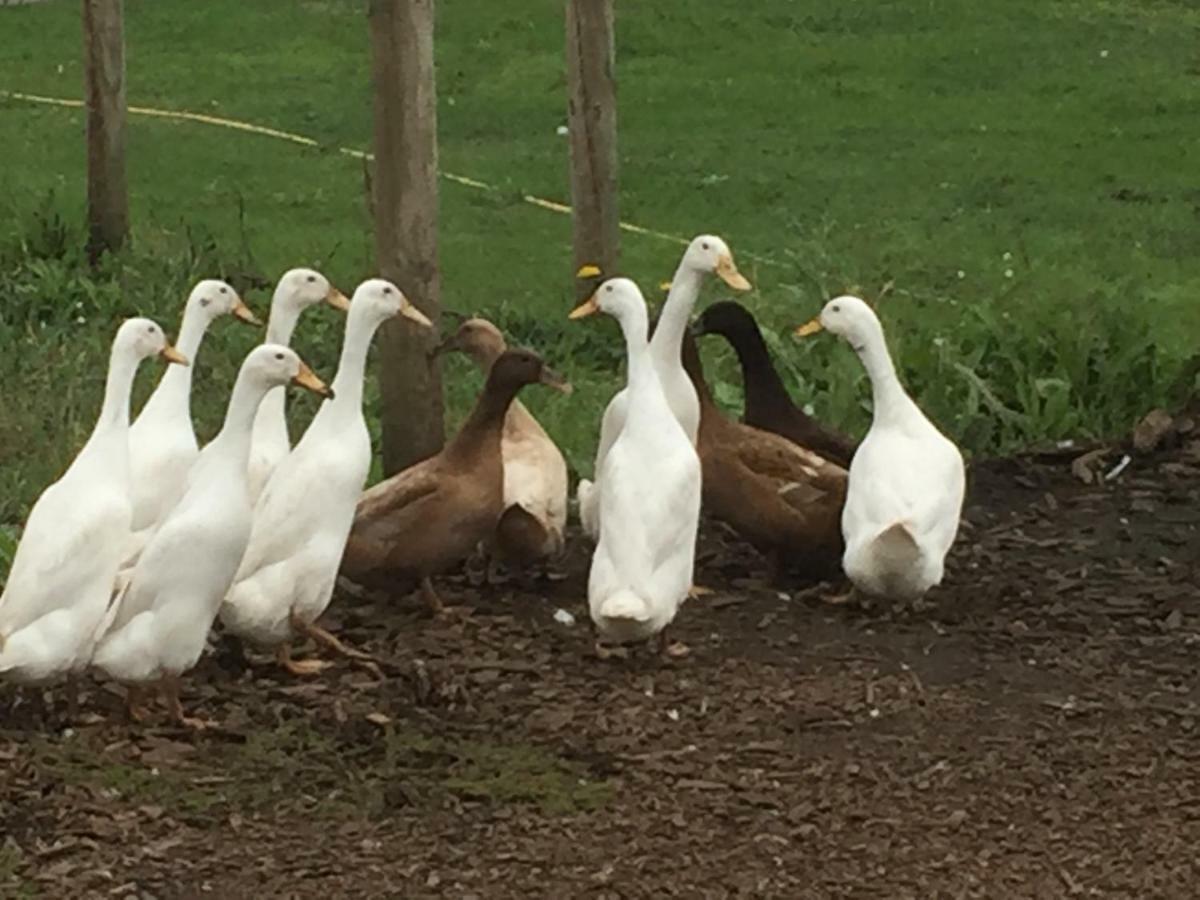 Willow Court Farm Studio East & Petting Farm, 8 Mins To Legoland & Windsor, 15 Mins To Lapland Uk Zewnętrze zdjęcie