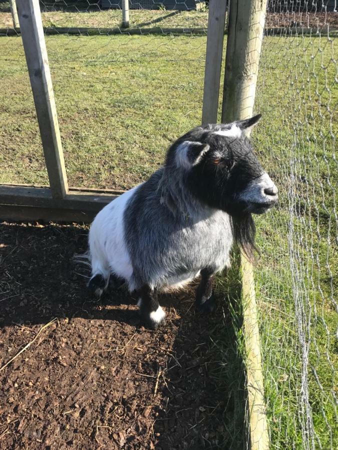 Willow Court Farm Studio East & Petting Farm, 8 Mins To Legoland & Windsor, 15 Mins To Lapland Uk Zewnętrze zdjęcie