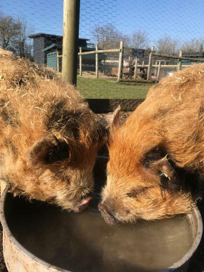 Willow Court Farm Studio East & Petting Farm, 8 Mins To Legoland & Windsor, 15 Mins To Lapland Uk Zewnętrze zdjęcie