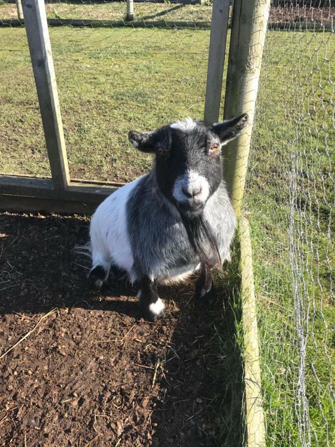 Willow Court Farm Studio East & Petting Farm, 8 Mins To Legoland & Windsor, 15 Mins To Lapland Uk Zewnętrze zdjęcie